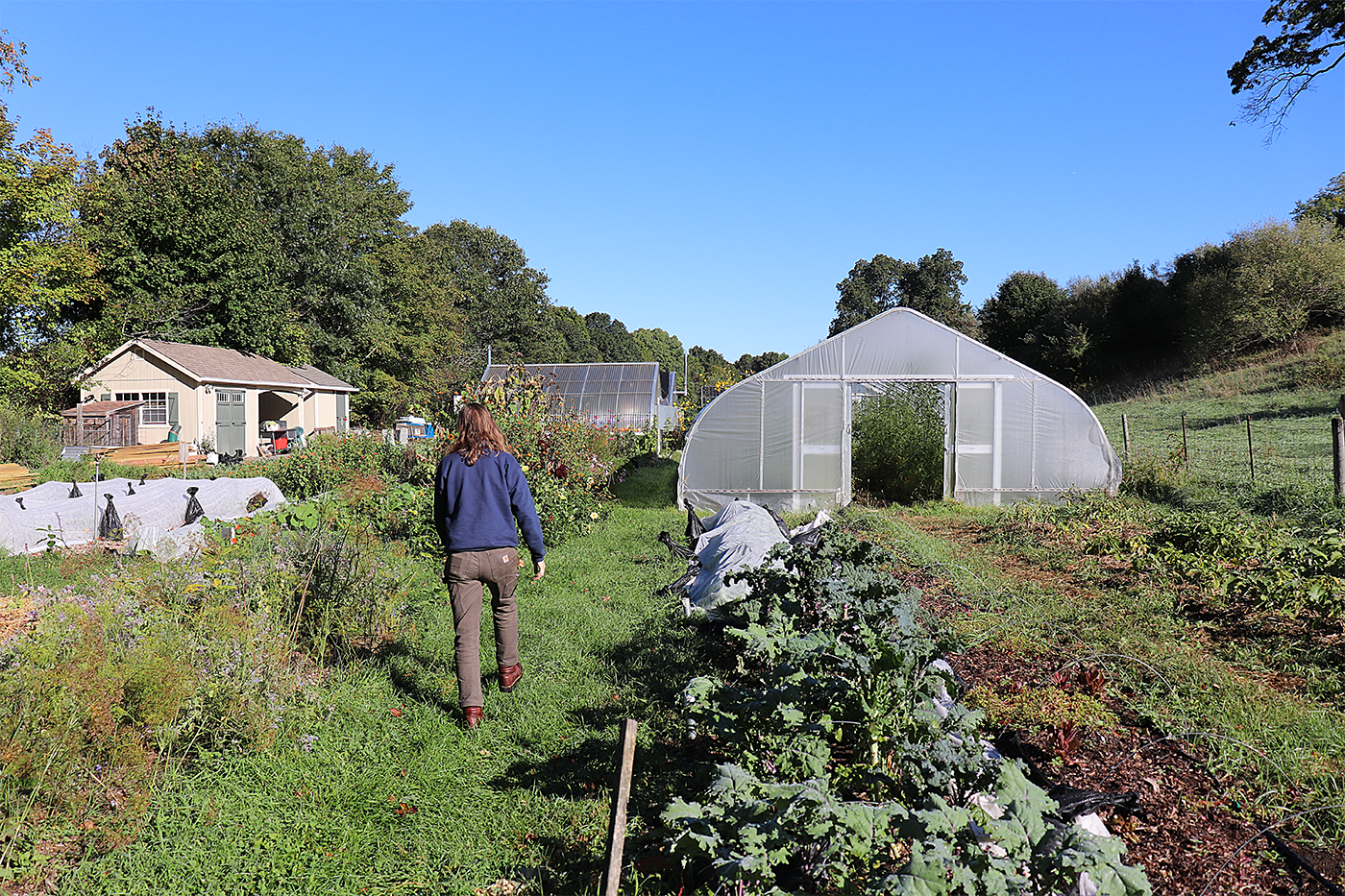 Jessica Larkin walks away from the camera in a blue sweatshirt and brown pants. Crops form rows on either side of her and a couple greenhouses are seen in the distance.